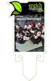 Begonia Unstoppable Label Image.jpg